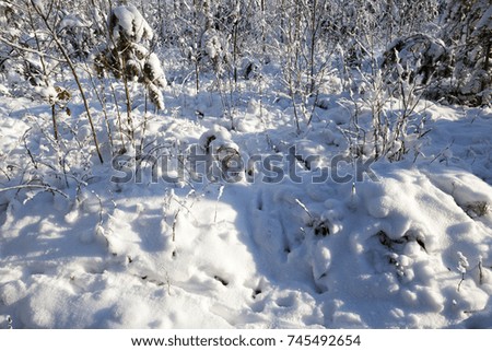 white and clean drifts of snow in a forest with bare trees, close-up photo
