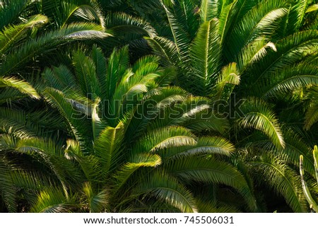 palm keaves background