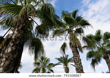 sky palms summer landscape
