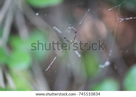 Spider sitting on web.
