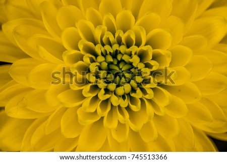 beautiful yellow Chrysanthemum Indicum flower is a specific flower produced in France during autumn taken by macro photography