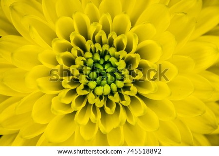 beautiful abstract pattern of a yellow flower, Chrysanthemum Indicum flower is a specific flower produced in France during autumn taken by macro photography