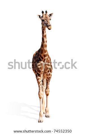 A picture of a cute baby giraffe standing against white background