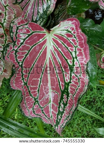 Pink and green leaf