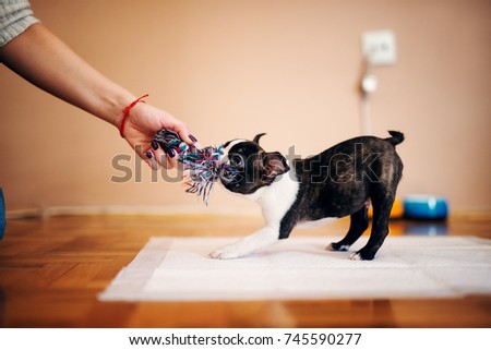 Little dog pulling toy while girls hand holding another side. Boston terrier.
