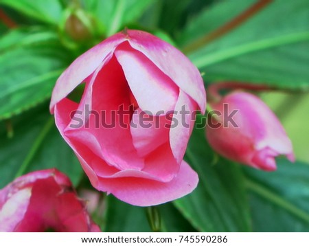 Closeup pink blooming blossom, beautiful rose flower in the middle around of green leave and some blurry petal background, nice picture for represent icon of botanical, romantic, sweet for Valentine's