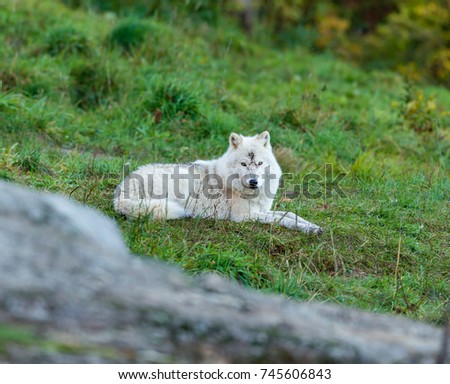 Arctic wolf, pictured in late autumn, north Quebec, Canada.