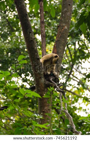 A monkey on a tree while looking for food to eat