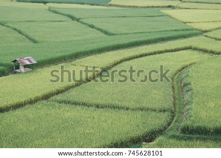 Green rice filed and minimal hut in Nan, Thailand