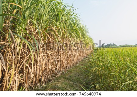 Sugarcane field in blue sky with white cloud
