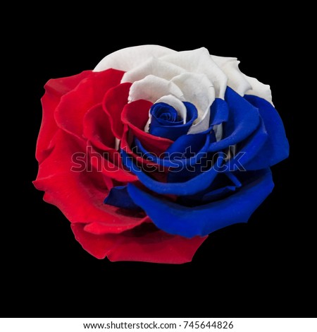 A stylish, large rose with white, blue and red petals. Tricolor of Pan-Slavic countries and regions. A black, isolated background. 