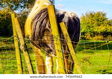 country horse grazing in a pasture, farm  fenced, rural environment, farm tourism