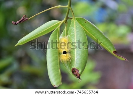 Caterpillar in Plumage leaf.