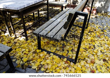 to sit at the table in the autumn months, to watch the spill of the yellowing leaves,