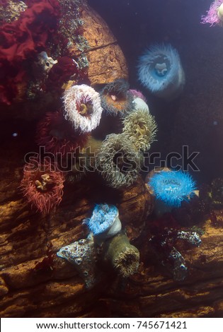 Sea anemones in the ocean. Bunodactis reynaudi.