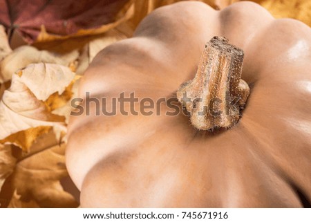 Fresh orange pumpkin isolated on white background. Thanksgiving background pumpkins and fallen leaves. Halloween, Thanksgiving day or seasonal autumnal. Autumn still life. Nuts. Maple leaves.