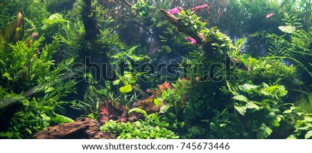 Beautiful freshwater green aquarium with plants.