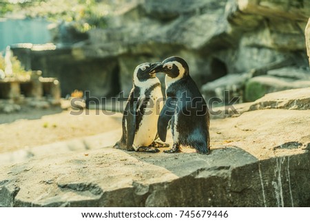 Couple of cute African penguins in sunset light. Wildlife wallpaper.
