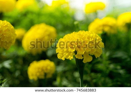 yellow calendula flowers