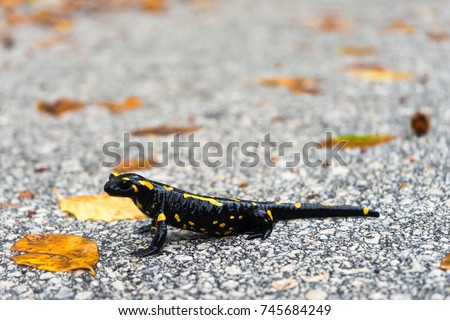 Fire salamander in the nature