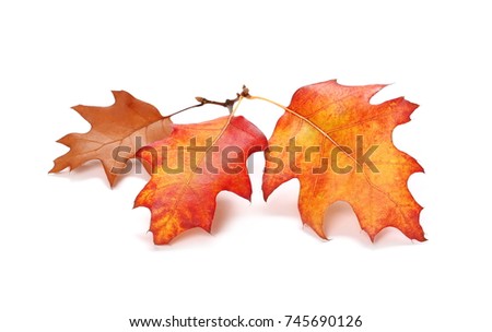 Acorn leaves isolated on white background