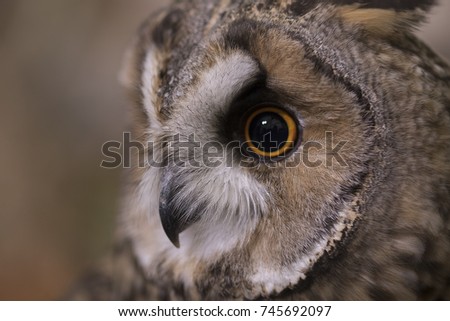 long eared owl close up portrait with background