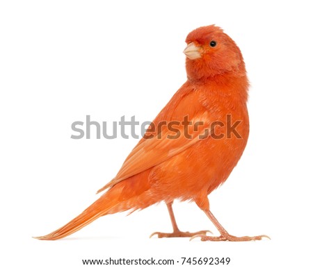 Red canary, Serinus canaria, against white background Royalty-Free Stock Photo #745692349