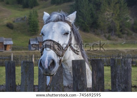 White horse in Fence
