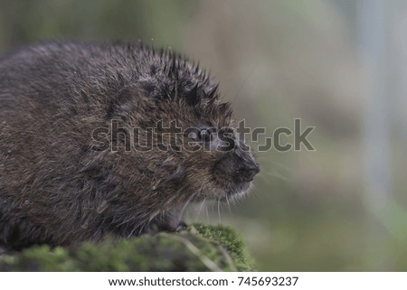 water vole close-up portrait by water