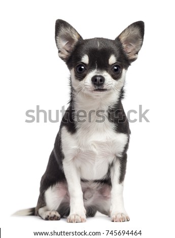 Chihuahua dog, 7 months old, sitting against white background