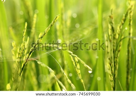 close up paddy rice field , green leave with dew drop and bokeh background.selective focus.