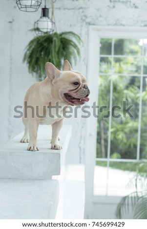 Picture of a light brown french bulldog