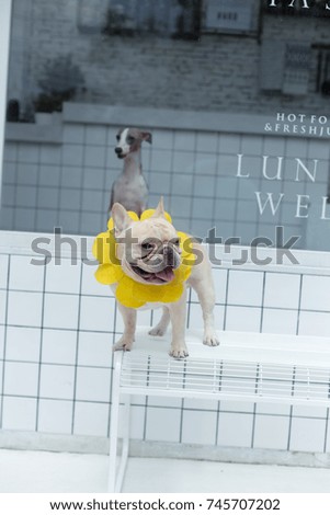 picture of french bulldog and italian greyhound