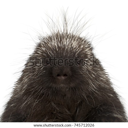 Portrait of North American Porcupine, Erethizon dorsatum, also known as Canadian Porcupine or Common Porcupine against white background