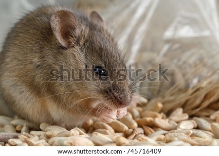 Closeup little mouse gnaws the a grain of rye near of package of grain.  Inside storehouse. Fight with rodents.  Royalty-Free Stock Photo #745716409