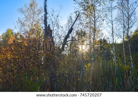 Sun shining through trees in a nature reserve in autumn, Schwenninger Moos, Germany
