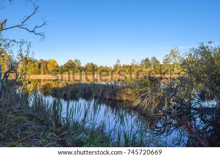 View through reed over a pond in a nature reserve, cloudless blue sky, trees mirroring in the water, Schwenninger Moos, Germany