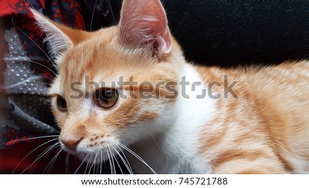 The head of a cute red and white kitten cat