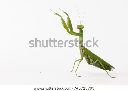 Praying mantis (Mantis religiosa) isolated on white. Royalty-Free Stock Photo #745723993