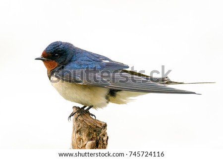 Barn swallow (Hirundo rustica) sitting on a stick isolated  on white background. Royalty-Free Stock Photo #745724116