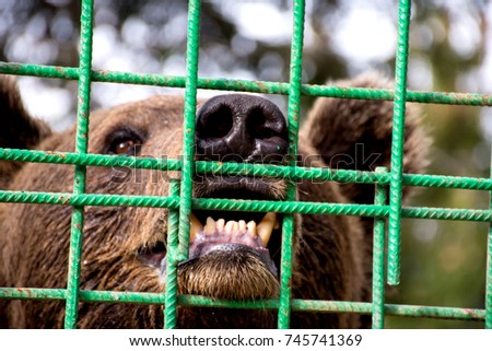 Bear inside small enclosure 