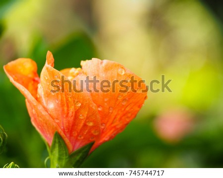 beautiful orange Hibiscus blossoming in garden with raindrop and dept of field background