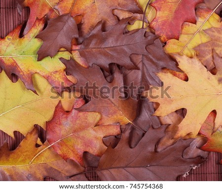 Acorn leaves background and texture