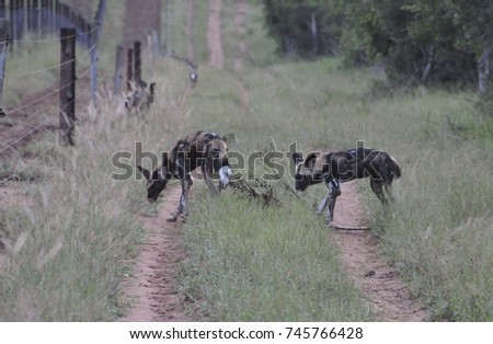 African wild dog carrying a stick like a domestic dog