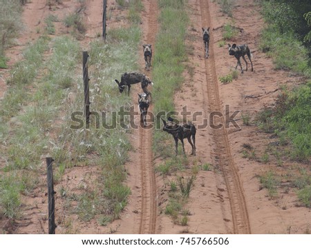 pack of african wild dog on the go.