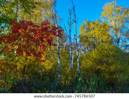 View over colorful trees in a nature reserve, cloudless blue sky, autumn fall, Schwenninger Moos, Germany