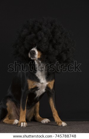 Dog with big black wig; funny dog portrait