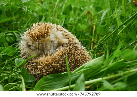 Cute Hedgehog in green grass