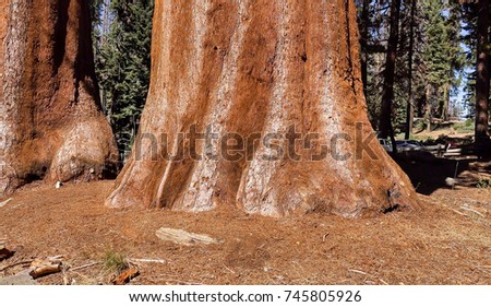 Sequoia National Park The Giant Forest