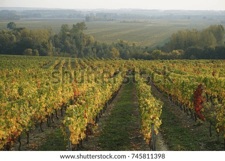  Rows of vines in the french countryside on a hazy fall day in the colorful hills                             
